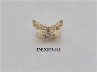 藏品(尺蛾80)的圖片